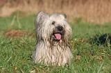 SKYE TERRIER 027